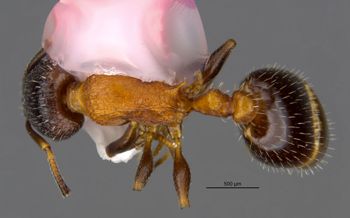Media type: image;   Entomology 35268 Aspect: habitus dorsal view